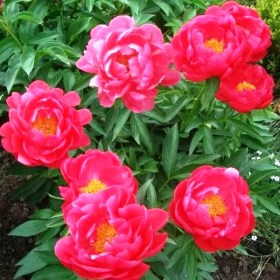 pion-patio