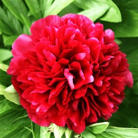 pion-red-dabl