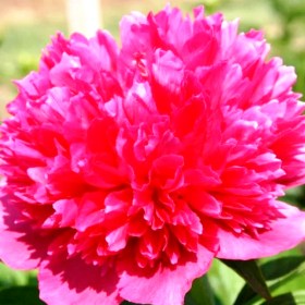 pion-rosea-plena