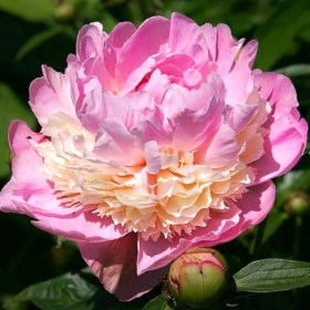pion-sorbet