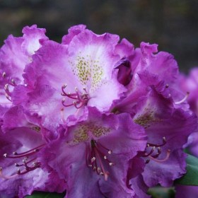 rododendron-bohlken-lupinenberg