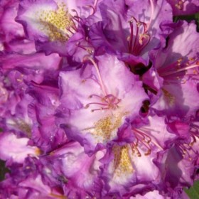 rododendron-bohlkens-kronjuwel
