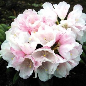 rododendron-edelweiss