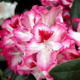 rododendron-hachmann-charmant