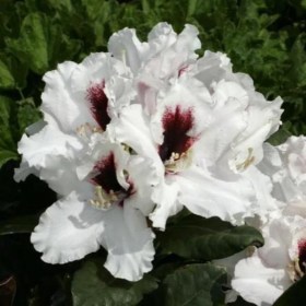 rododendron-hachmann-picobello