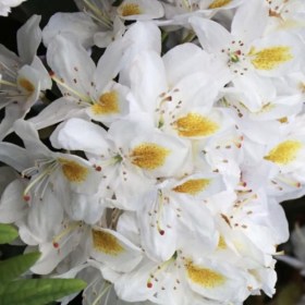 rododendron-madame-masson