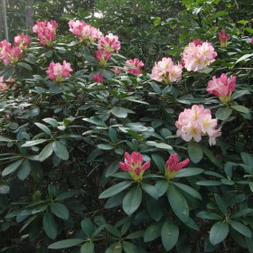 rododendron_Percy_Wiseman