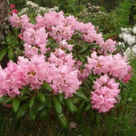 rododendron_kalinka