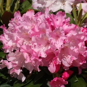 rododendron_kalinka_rhododendron_kalinka_yakushimanum