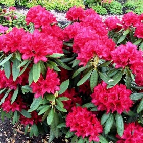 rododendron_nova_zembla3
