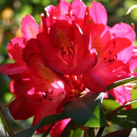 rododendron_nova_zembla5