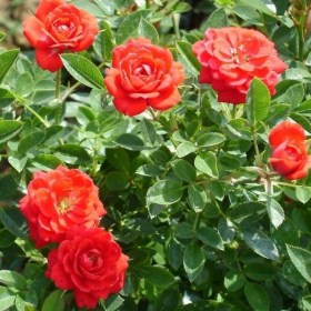 rosa-alaya-mini