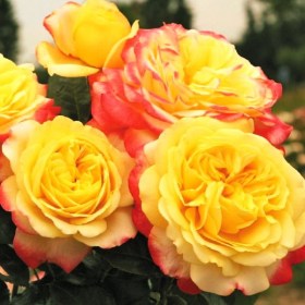 rosa-jubili-kordes