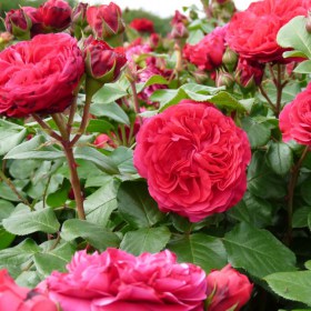 rosa-red-leonardo-da-vinci11