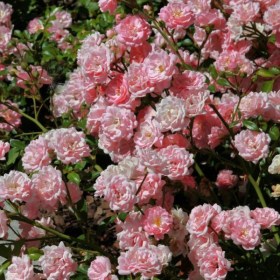 rosa-rozovaya-mini