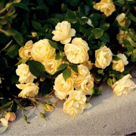 rosa-sonnenshirm