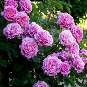 rosa_Bienvenue188