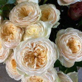 rosa_Darlington