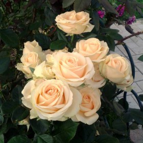 rosa_Pich_Avalanzh1
