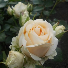 rosa_Pich_Avalanzh
