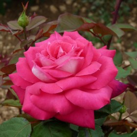 rosa_akapella