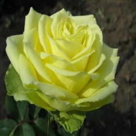 rosa_amandin
