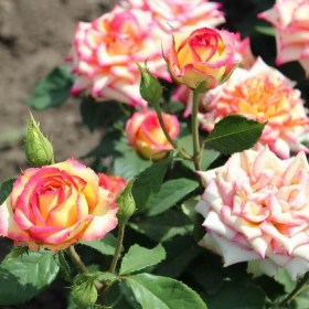 rosa_ambiance11