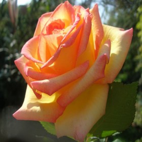 rosa_ambiance