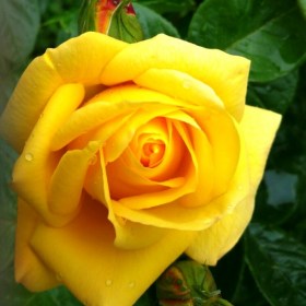 rosa_arthur_bell62