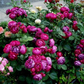 rosa_ascot1