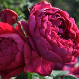 rosa_ascot