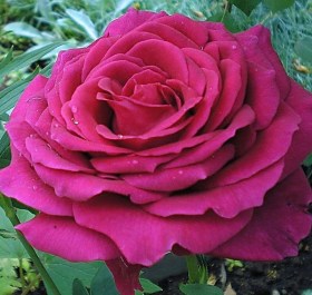 rosa_big_purple