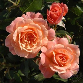 rosa_bordyur_abrikos_nasyishennaya
