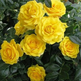 rosa_bordyurnaya_yellow