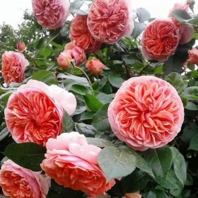 rosa_chip_deyl