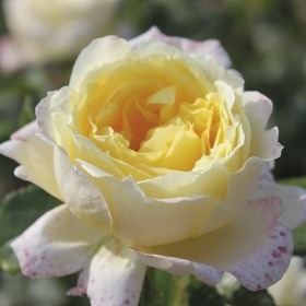 rosa_climber_Amnisti_interneshnl