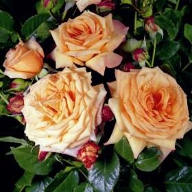 rosa_climber_Barrock