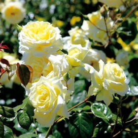 rosa_climber_Elf1