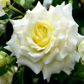 rosa_climber_Elf