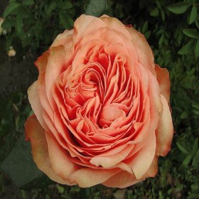 rosa_kahala