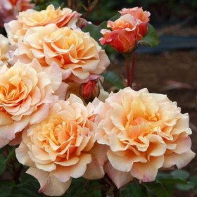 rosa_karamella
