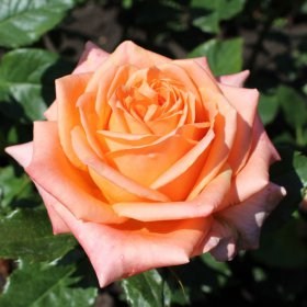 rosa_lolipop