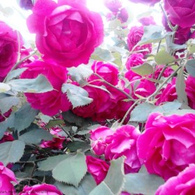 rosa_malina_belaya_podklada
