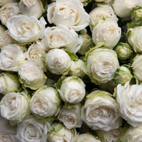 rosa_miss_bombastik