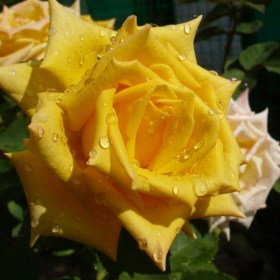 rosa_mohana