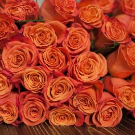 rosa_orange_krash