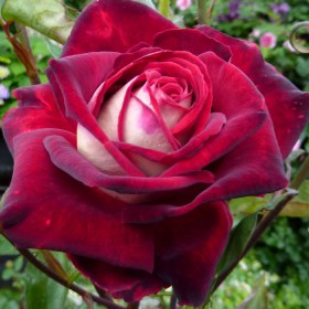 rosa_osiria_01
