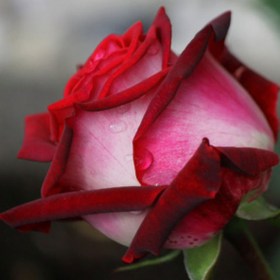 rosa_osiria_03