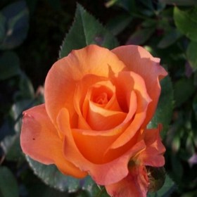 rosa_pareo