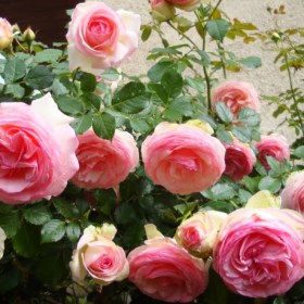 rosa_pier_ronsard